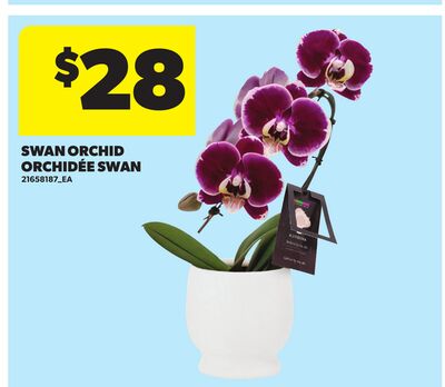SWAN ORCHID