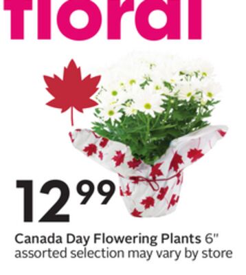 Canada Day Flowering Plants