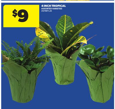 4 INCH TROPICAL