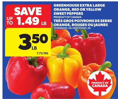 GREENHOUSE EXTRA LARGE ORANGE, RED OR YELLOW SWEET PEPPERS