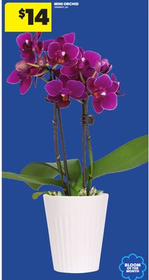 MINI ORCHID