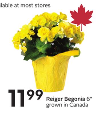 Reiger Begonia