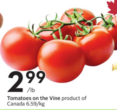 Tomatoes on the Vine