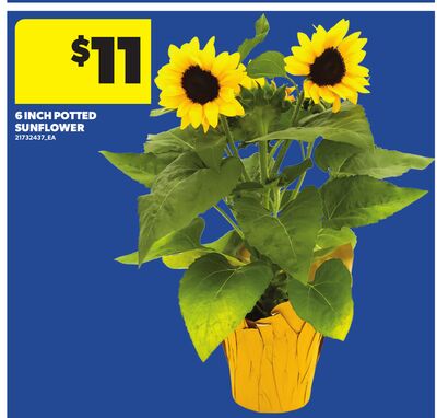 6 INCH POTTED SUNFLOWER