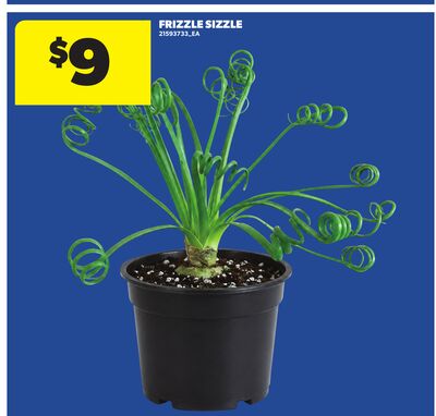 FRIZZLE SIZZLE