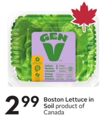 Boston Lettuce in Soil