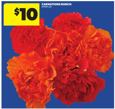 CARNATIONS BUNCH