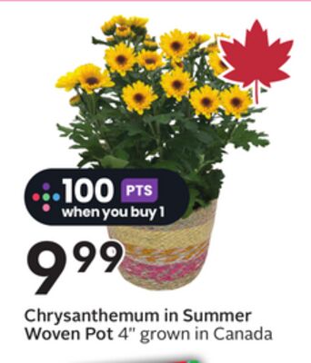 Chrysanthemum in Summer Woven Pot
