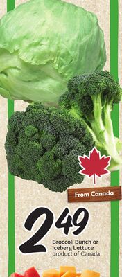Broccoli Bunch or Iceberg Lettuce