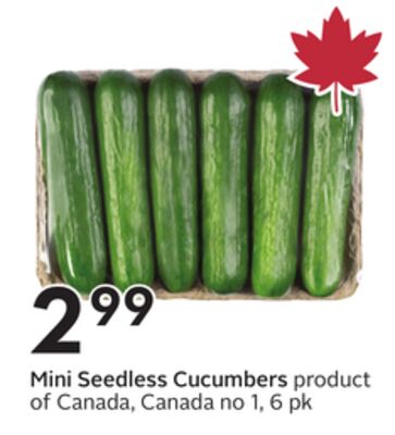 Mini Seedless Cucumbers