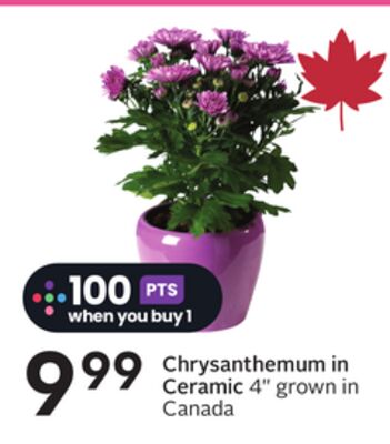Chrysanthemum in Ceramic