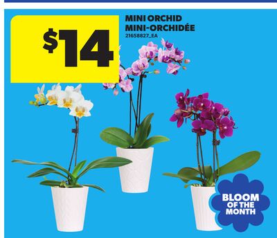 MINI-ORCHID