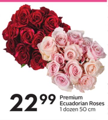 Premium Ecuadorian Roses