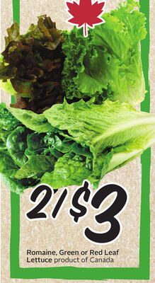 Romaine, Green or Red Leaf Lettuce