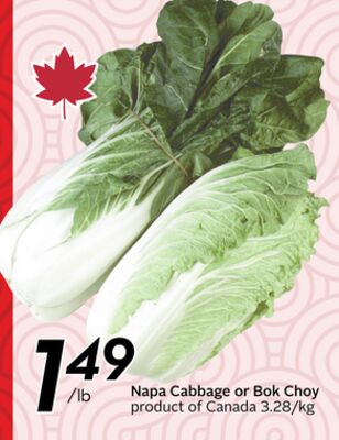 Napa Cabbage or Bok Choy