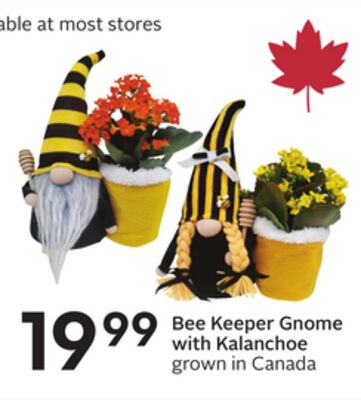 Bee Keeper Gnome with Kalanchoe