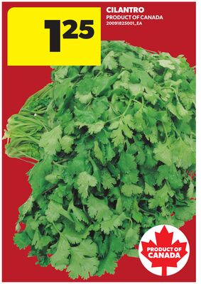 CILANTRO