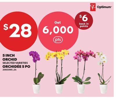 5 INCH ORCHID