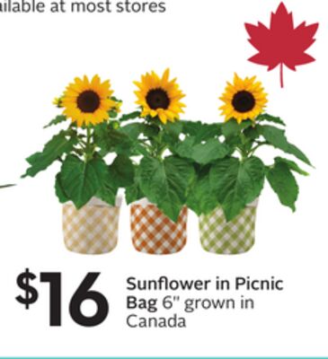 Sunflower in Picnic Bag