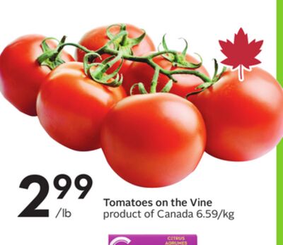 Tomatoes on the Vine