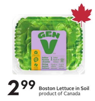Boston Lettuce in Soil