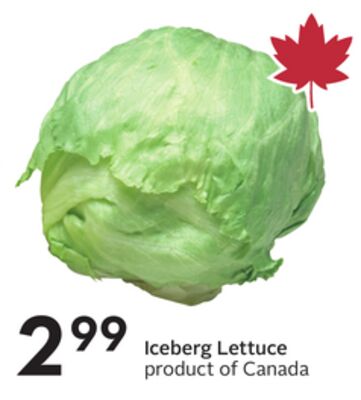 Iceberg Lettuce