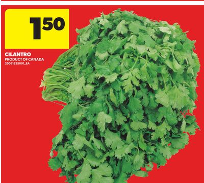 CILANTRO