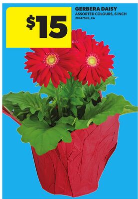 GERBERA DAISY, 6 INCH