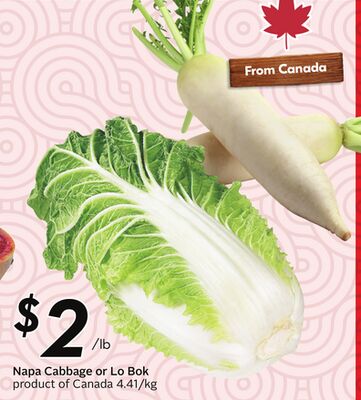 Napa Cabbage or Lo Bok