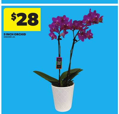 5 INCH ORCHID