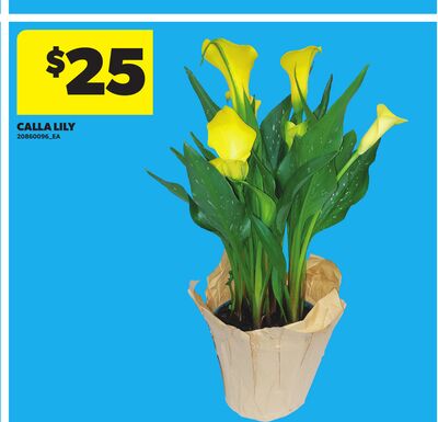 CALLA LILY
