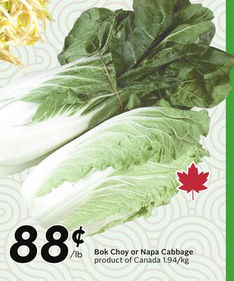 Bok Choy or Napa Cabbage