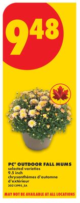 PC® OUTDOOR FALL MUMS, 9.5 INCH