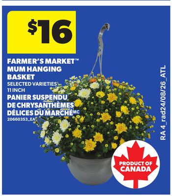 FARMER'S MARKET™ MUM HANGING BASKET, 11 INCH