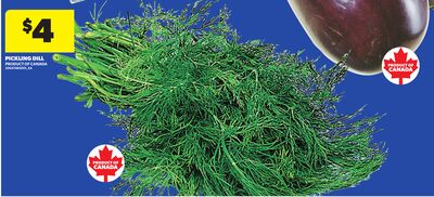 PICKLING DILL