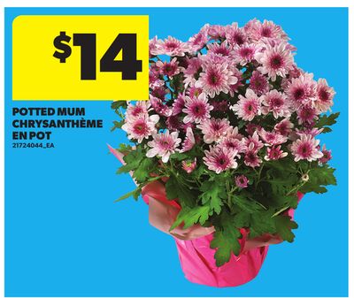 POTTED MUM