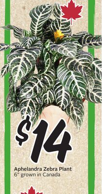 Aphelandra Zebra Plant