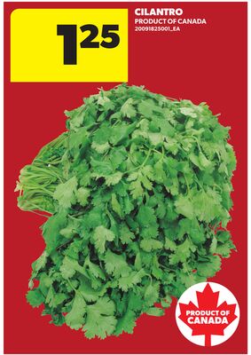 CILANTRO
