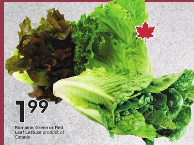 Romaine, Green or Red Leaf Lettuce