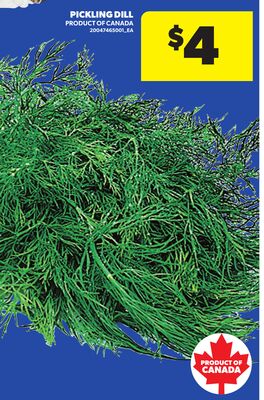 PICKLING DILL