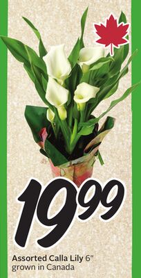 Assorted Calla Lily