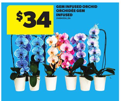 GEM INFUSED ORCHID