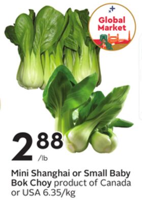 Mini Shanghai or Small Baby Bok Choy