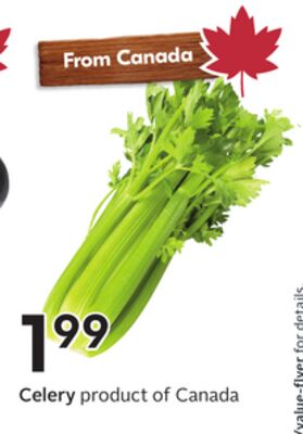 Celery