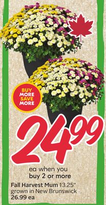 Fall Harvest Mum