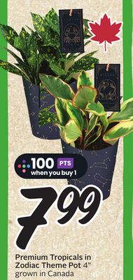 Premium Tropicals in Zodiac Theme Pot 4"