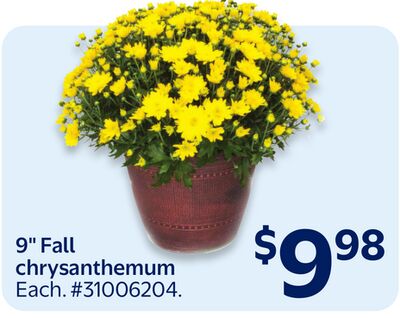 9" Fall chrysanthemum