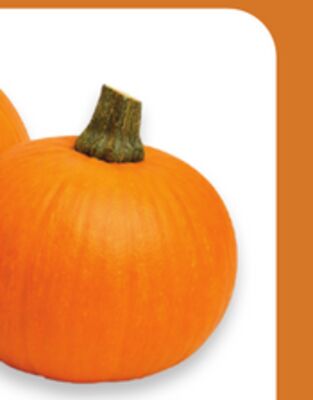 Pie pumpkin