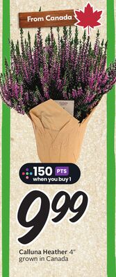 Calluna Heather