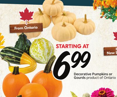 Decorative Pumpkins or Gourds